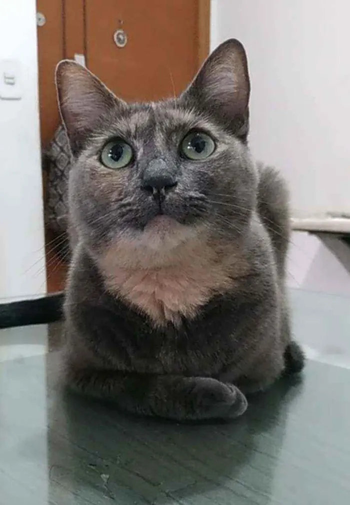 Gato ra a Srd idade 2 anos nome Agnes