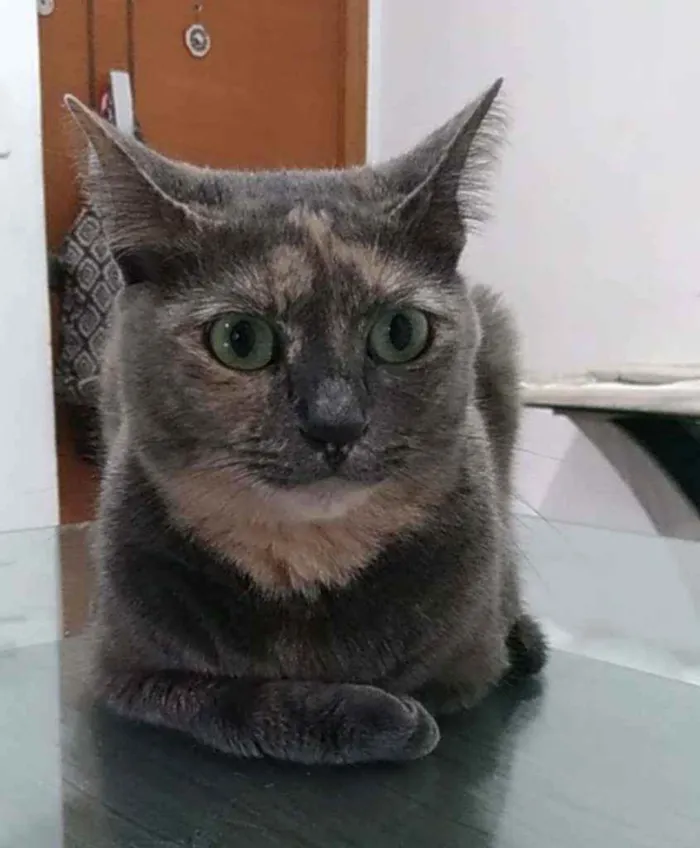 Gato ra a Srd idade 2 anos nome Agnes