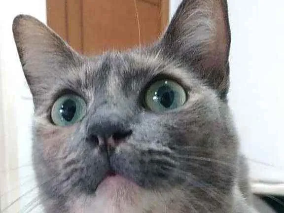 Gato ra a Srd idade 2 anos nome Agnes