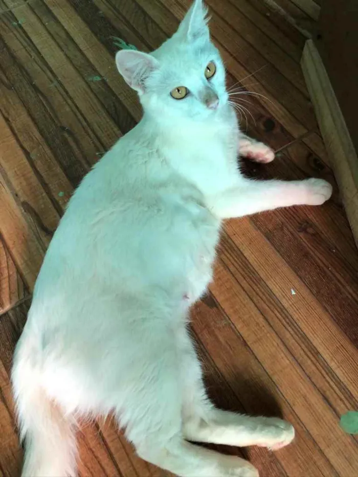 Gato ra a SRD idade 2 anos nome Branquinha