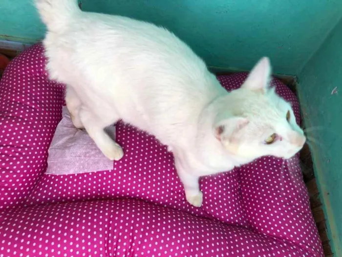 Gato ra a SRD idade 2 anos nome Branquinha