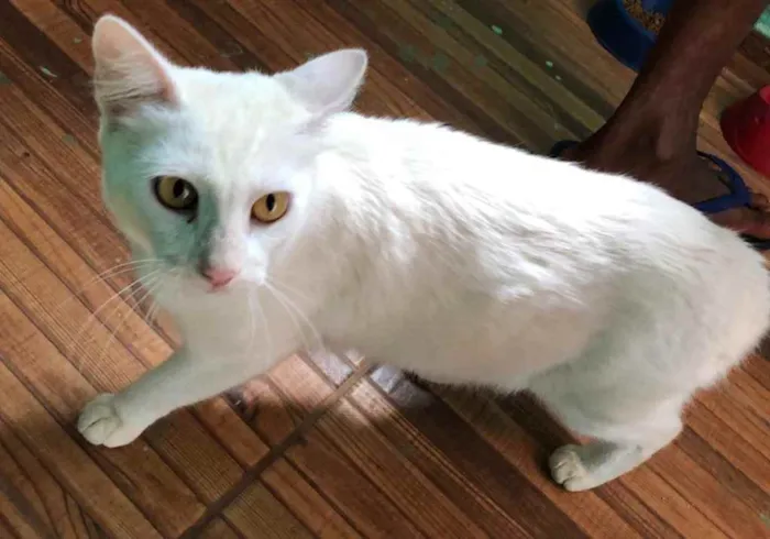 Gato ra a SRD idade 2 anos nome Branquinha