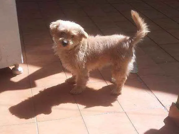 Cachorro ra a  idade 6 ou mais anos nome Poly