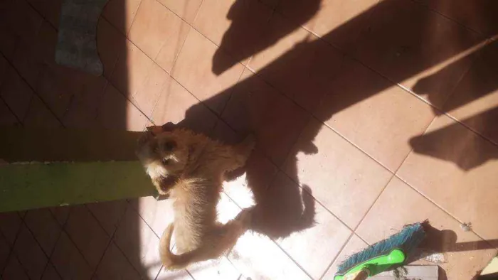 Cachorro ra a  idade 6 ou mais anos nome Poly