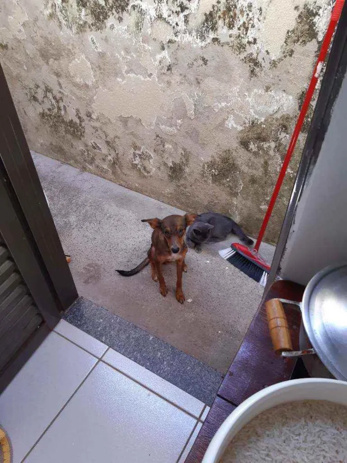 Cachorro ra a Indefinida idade 2 anos nome Mel