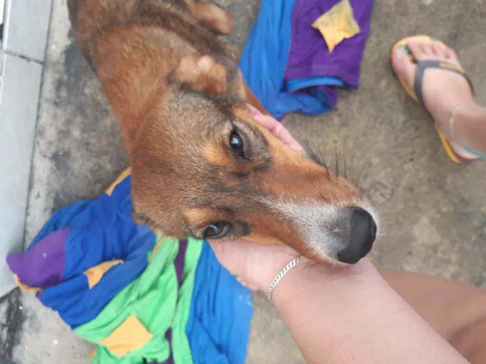 Cachorro ra a Indefinida idade 2 anos nome Mel