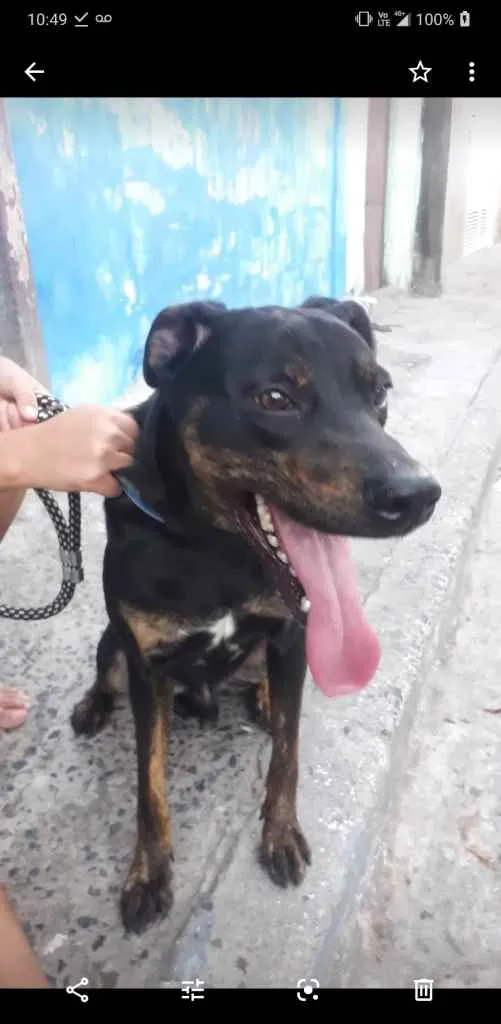 Cachorro ra a vira lata idade 1 ano nome Apolo