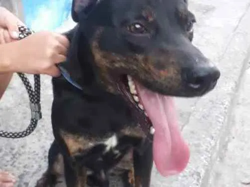 Cachorro ra a vira lata idade 1 ano nome Apolo