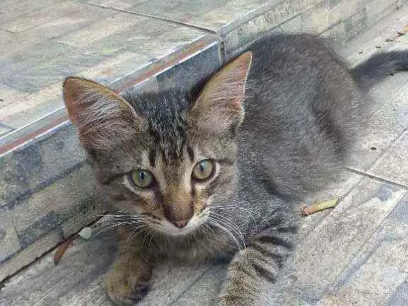 Gato ra a  idade 2 a 6 meses nome JP