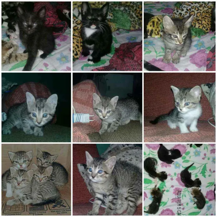 Gato raça Sem raça  idade 2 a 6 meses nome sem nome