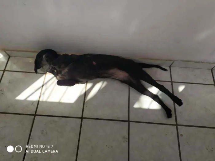Cachorro raça Srd idade 2 anos nome Lilica