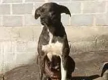 Cachorro raça Rottweiler idade 3 anos nome Tiara