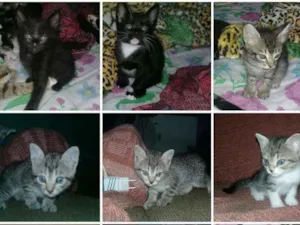 Gato raça Sem raça  idade 2 a 6 meses nome sem nome