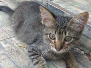 Gato raça  idade 2 a 6 meses nome JP