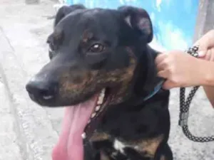 Cachorro raça vira lata idade 1 ano nome Apolo