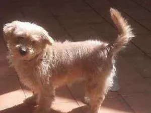 Cachorro raça  idade 6 ou mais anos nome Poly