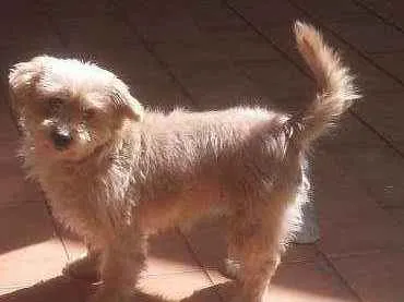 Cachorro ra a  idade 6 ou mais anos nome Poly