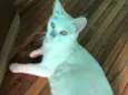 Branquinha