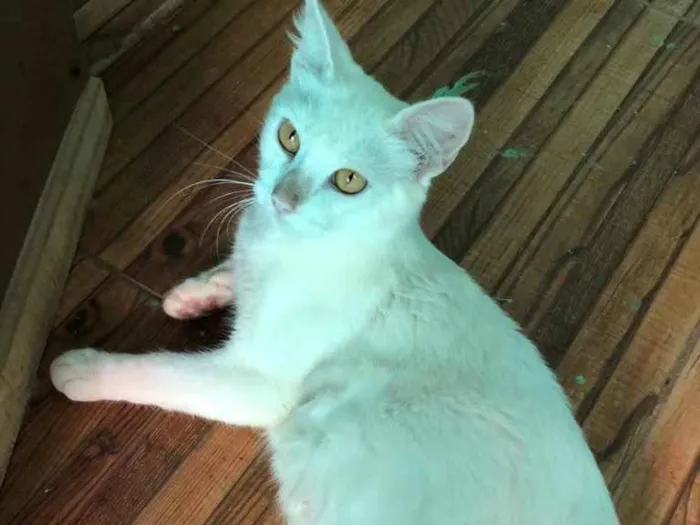Gato ra a SRD idade 2 anos nome Branquinha