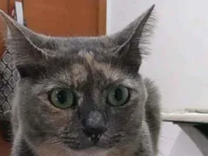Gato raça Srd idade 2 anos nome Agnes