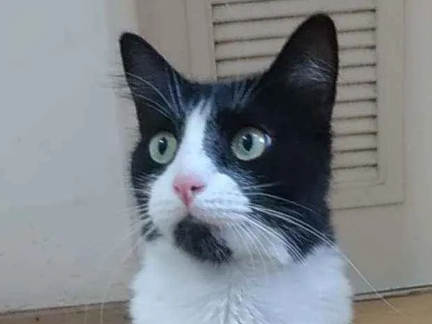 Gato ra a Srd idade 3 anos nome Pitty