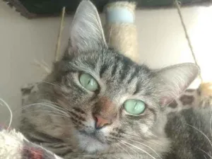 Gato raça Srd idade 2 anos nome Tayga