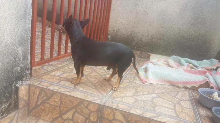 Cachorro ra a Indefinida  idade 5 anos nome Lobinho 