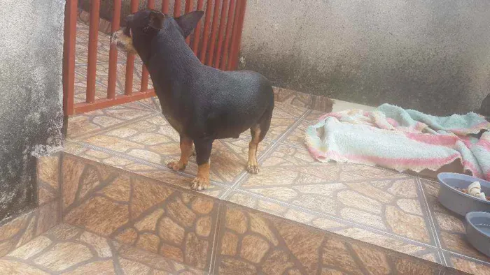 Cachorro ra a Indefinida  idade 5 anos nome Lobinho 