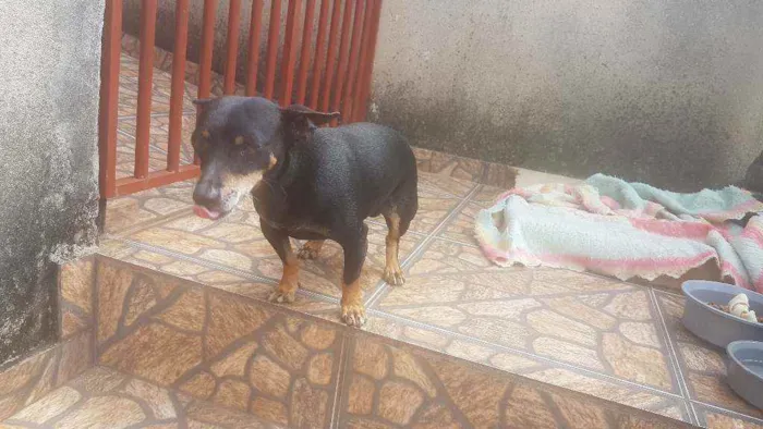 Cachorro ra a Indefinida  idade 5 anos nome Lobinho 