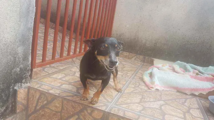 Cachorro ra a Indefinida  idade 5 anos nome Lobinho 