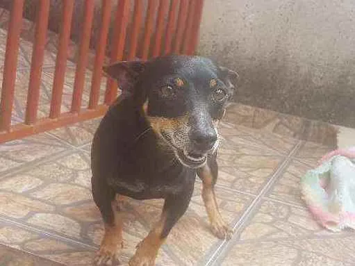 Cachorro ra a Indefinida  idade 5 anos nome Lobinho 