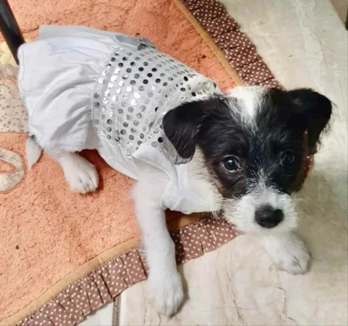 Cachorro ra a Mestiça  idade 2 a 6 meses nome Rubi 