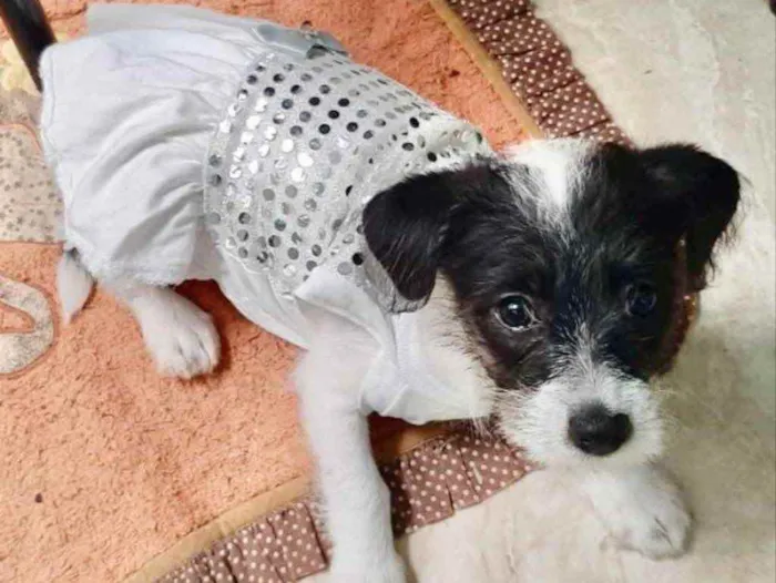 Cachorro ra a Mestiça  idade 2 a 6 meses nome Rubi 