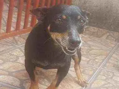 Cachorro ra a Indefinida  idade 5 anos nome Lobinho 