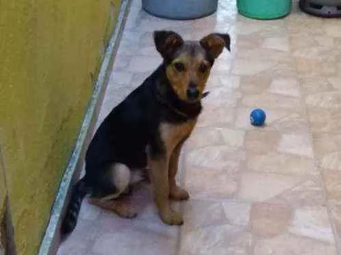 Cachorro raça Parece pastor capa preta idade 2 a 6 meses nome Dick