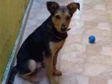 Cachorro raça Parece pastor capa preta idade 2 a 6 meses nome Dick