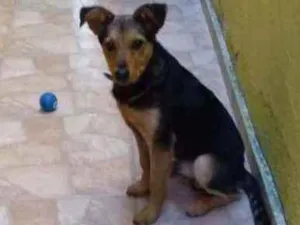 Cachorro raça Parece pastor capa preta idade 2 a 6 meses nome Dick