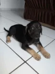 Cadela sem nome