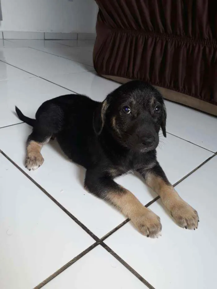 Cachorro raça Vira lata idade Abaixo de 2 meses nome Cadela sem nome