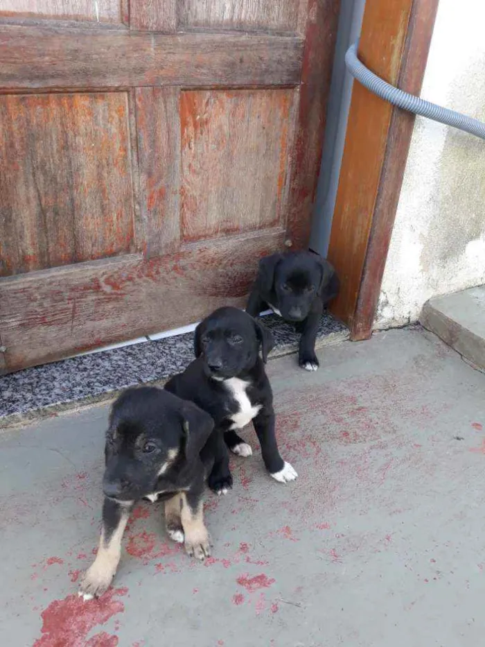 Cachorro raça Vira lata idade Abaixo de 2 meses nome Cadela sem nome