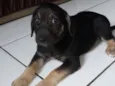 Cadela sem nome