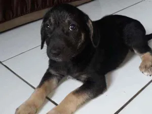 Cachorro raça Vira lata idade Abaixo de 2 meses nome Cadela sem nome