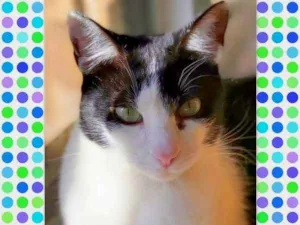 Gato raça srd idade 1 ano nome Fritz
