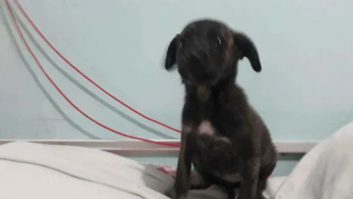 Cachorro ra a Indefinida  idade 2 a 6 meses nome Neguinha