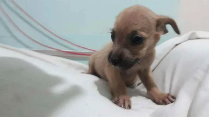 Cachorro ra a Indefinido  idade 2 a 6 meses nome Galego 