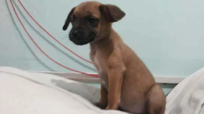 Cachorro ra a Indefinida  idade 2 a 6 meses nome Robin wood