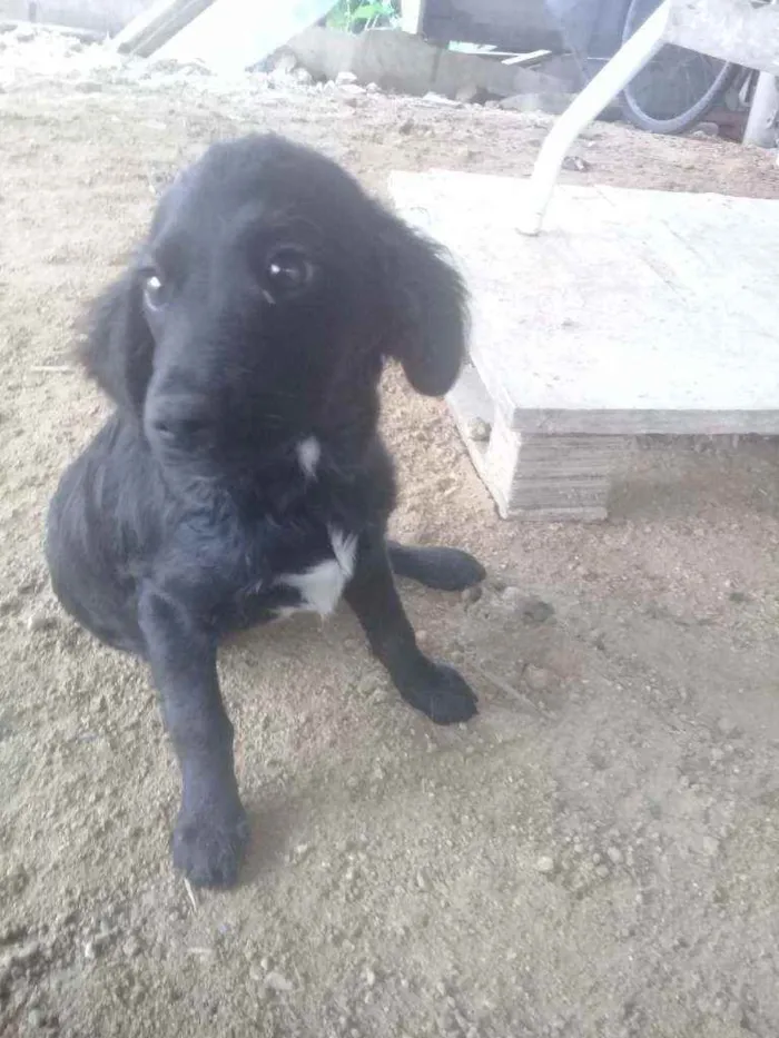 Cachorro ra a Vira lata idade 7 a 11 meses nome Neguinha