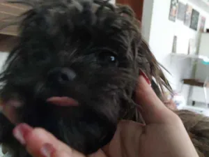 Cachorro raça Shitzu/yorkshire idade 1 ano nome Deam