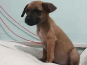 Cachorro raça Indefinida  idade 2 a 6 meses nome Robin wood