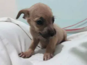 Cachorro raça Indefinido  idade 2 a 6 meses nome Galego 